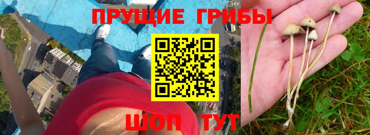 Морозовск  Галлюциногенные грибы GOLDEN TEACHER  Вход с VPN 